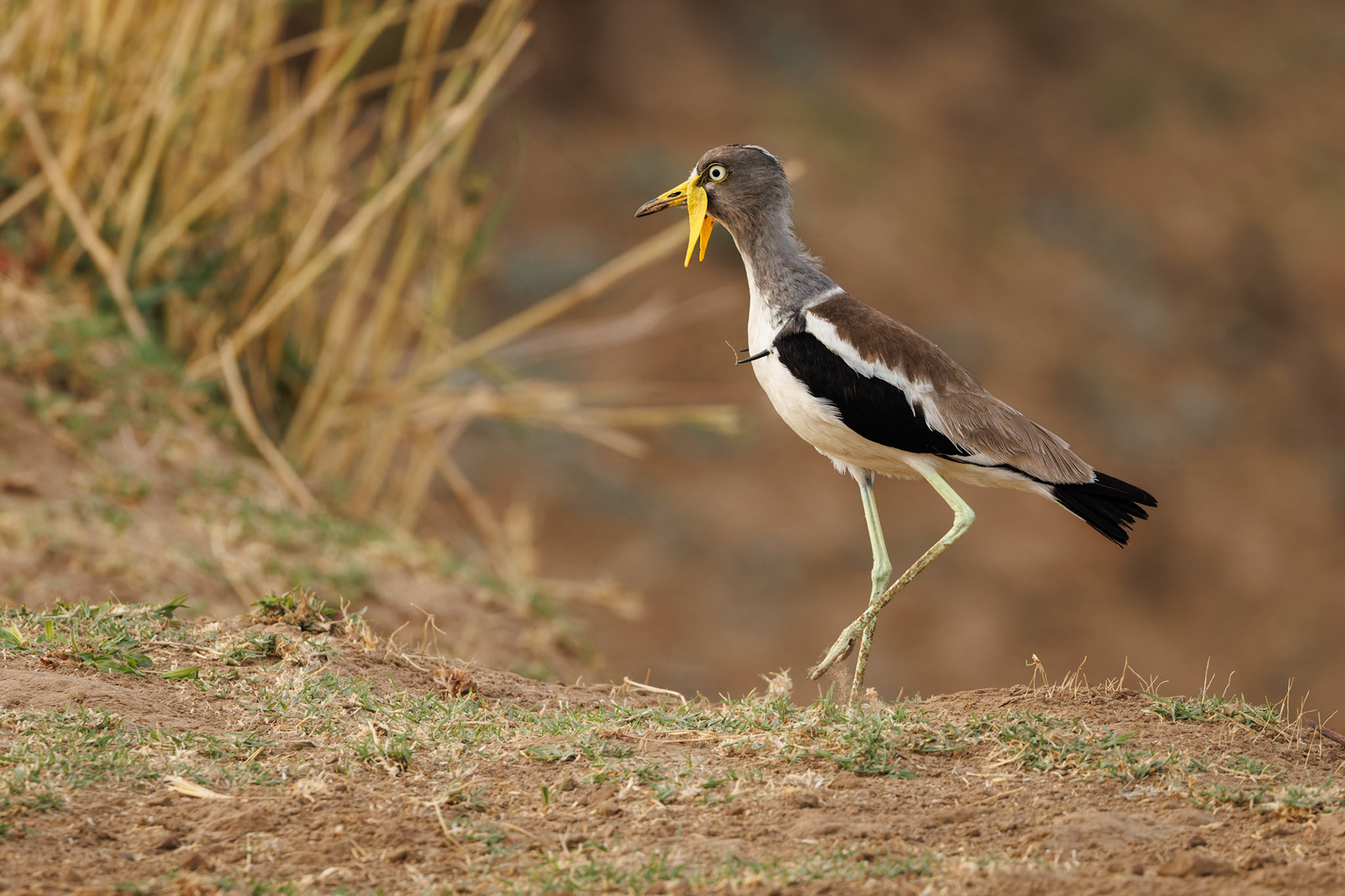 White-crowned Lapwing