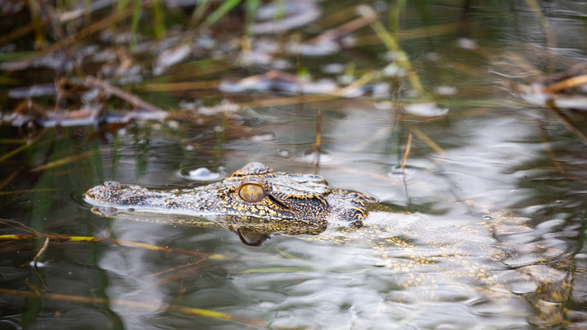 Baby Nile Crocodile