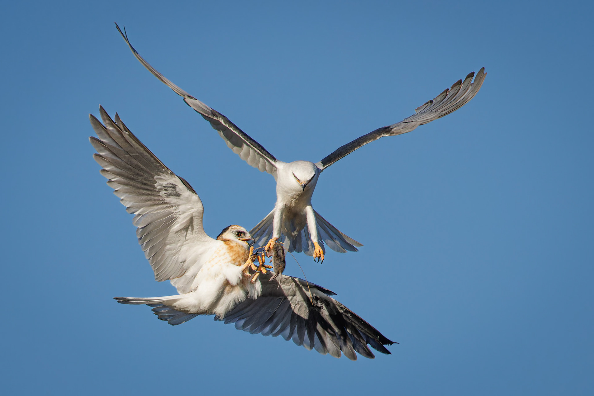 White-tailed Kite juvenile getting food from parent