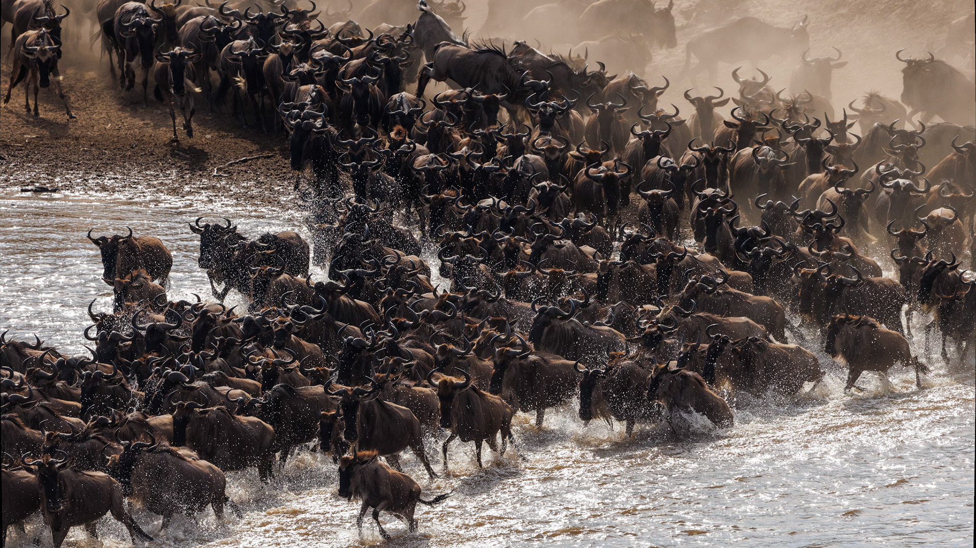 Wildebeest river crossing Sept 5