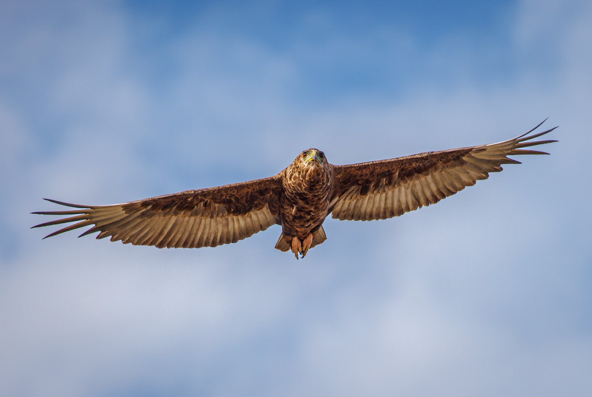 Juvenile Bateleur Eagle
