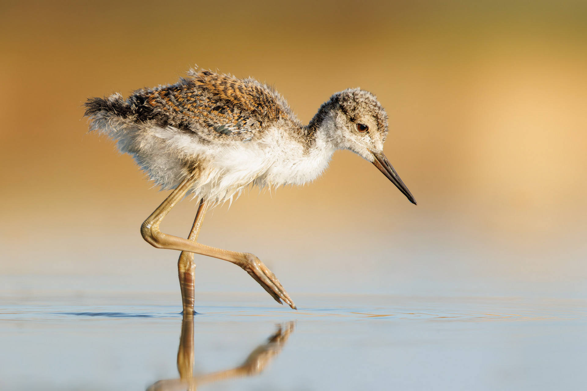 Black-necked Stilt chick