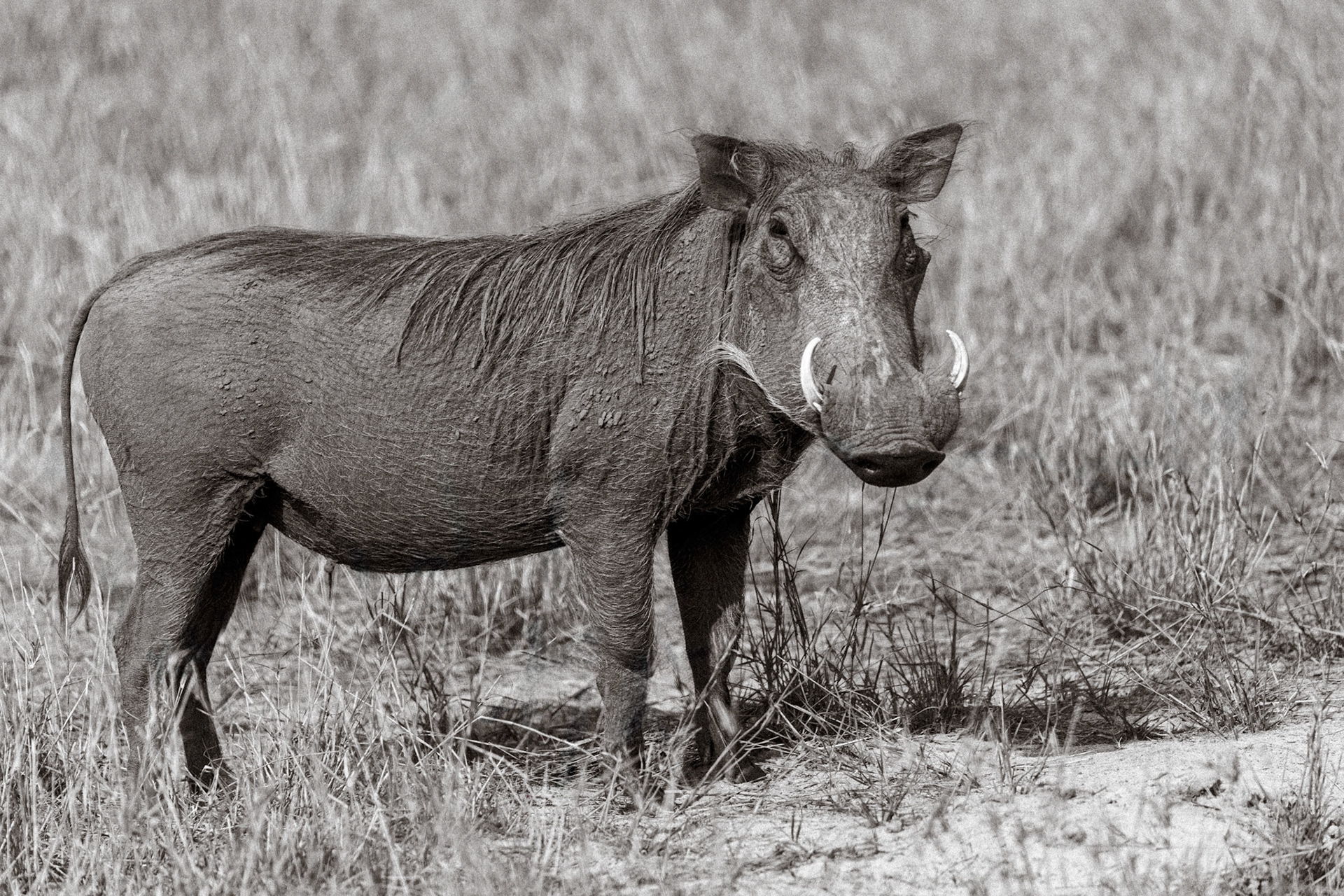 Warthog