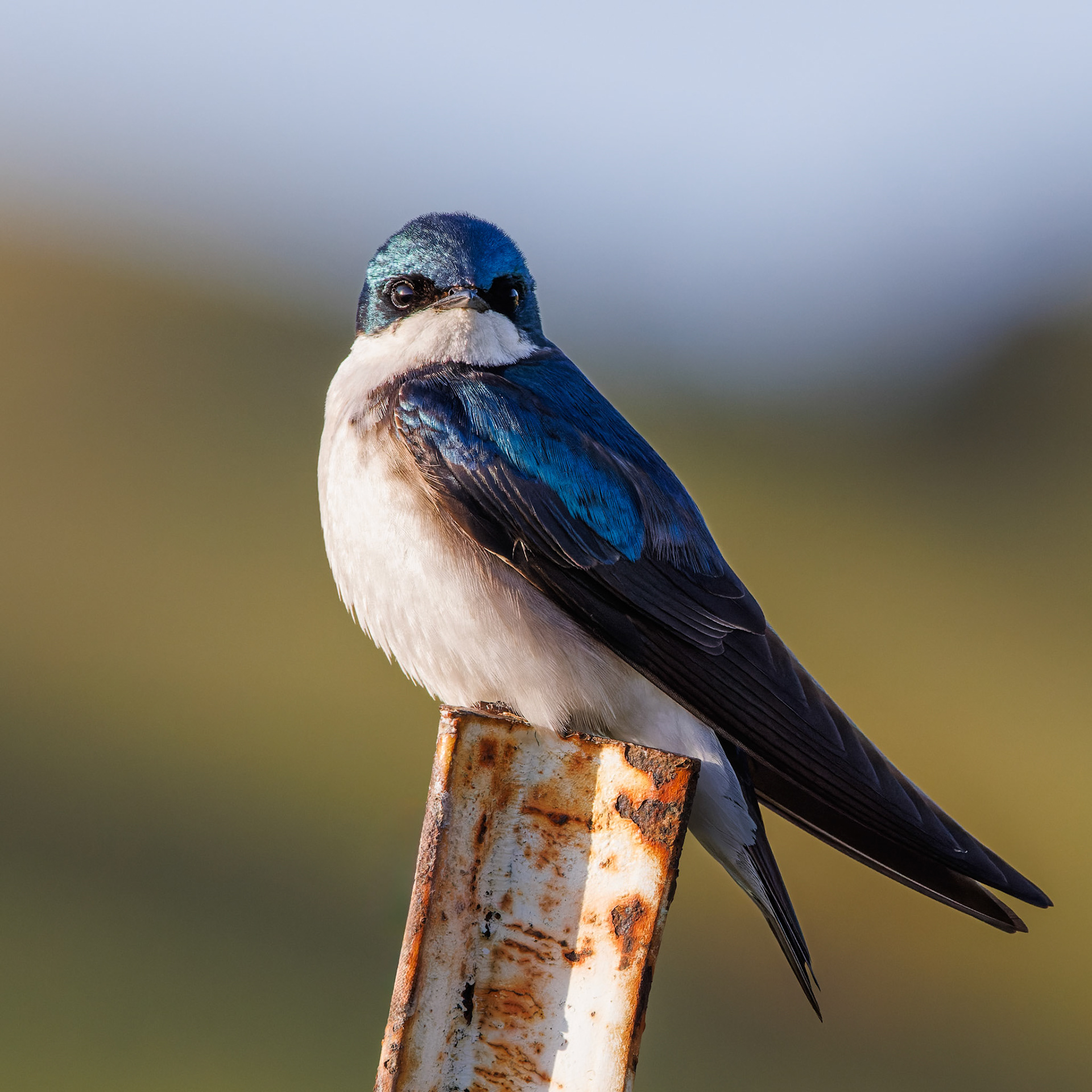 Tree Swallow
