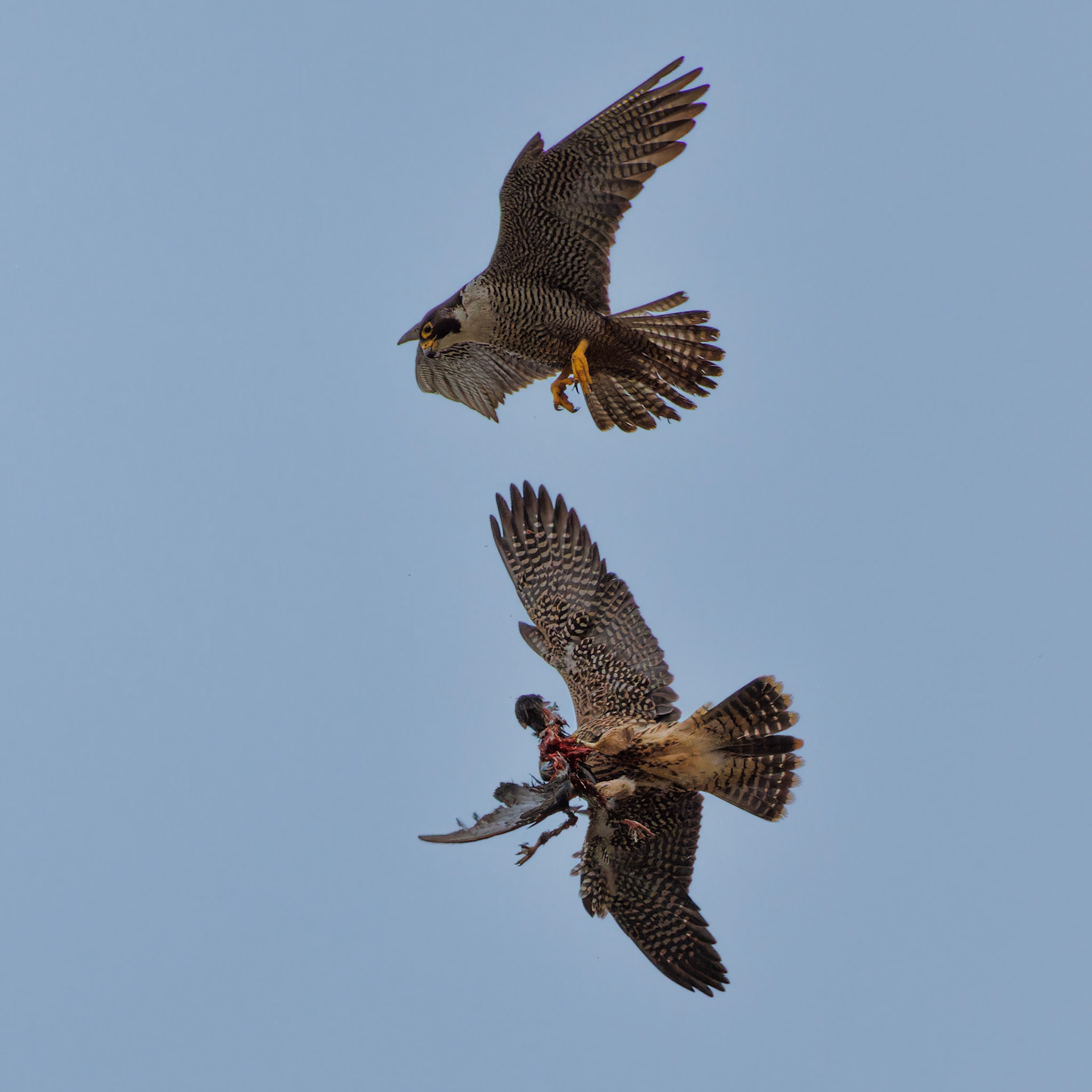 Peregrine Falcon food exchange