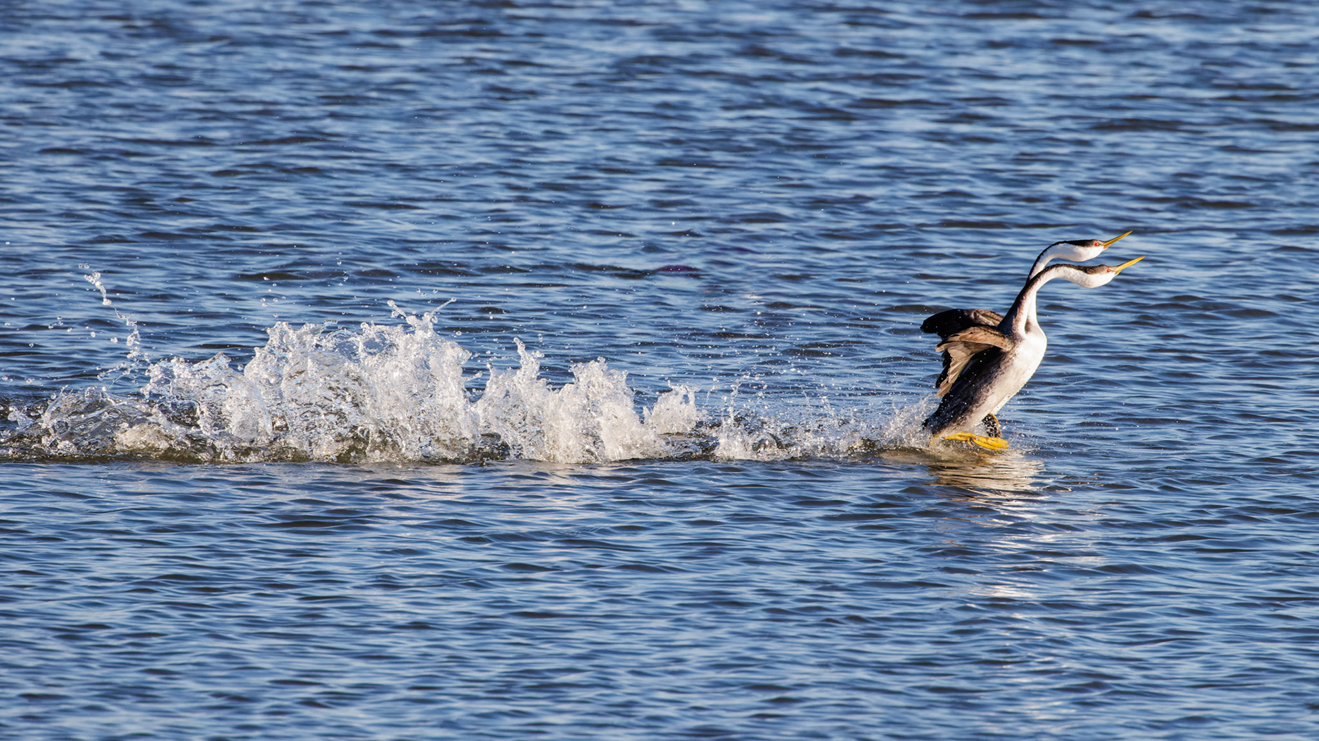 Clark’s Grebes in courtship dance