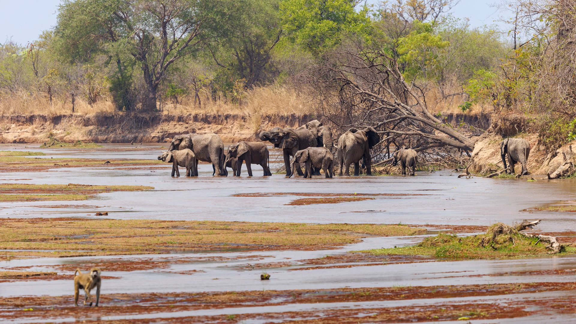 Elephants drinking in Mwaleshi River