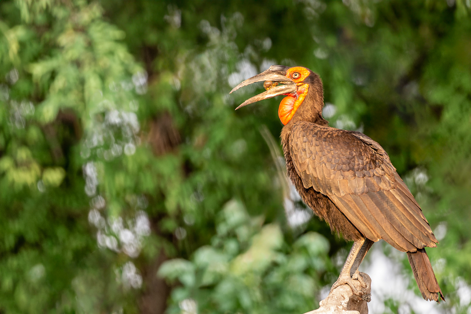 Southern Ground Hornbill with tasty morsel