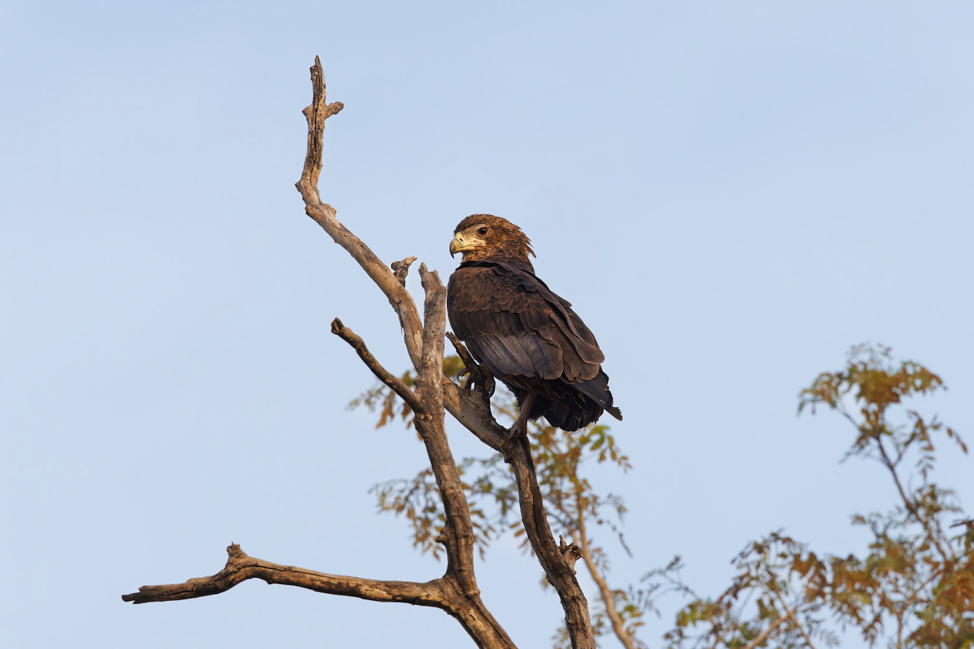 Immature Bateleur Eagle