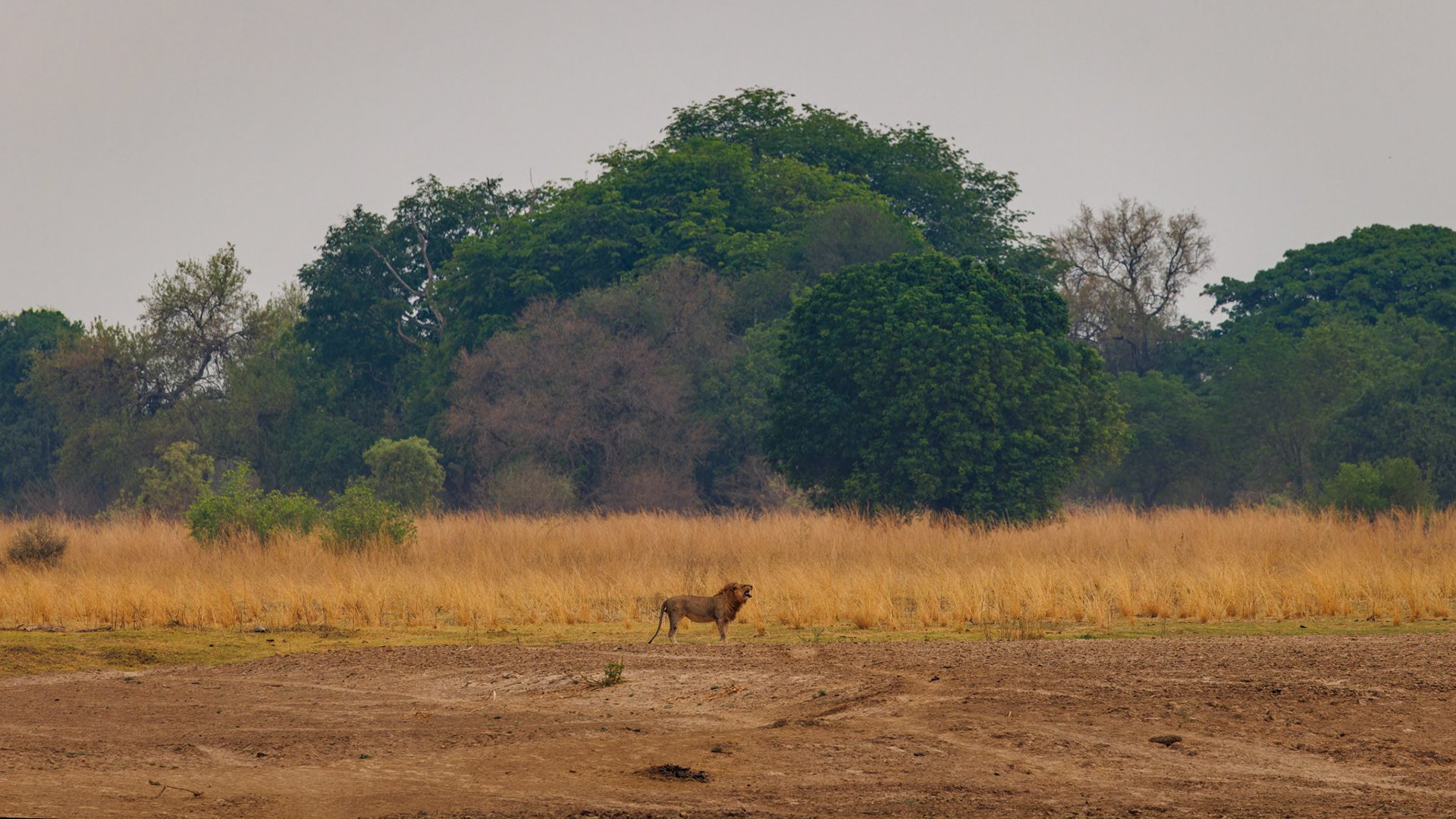 Lion roaring in the morning