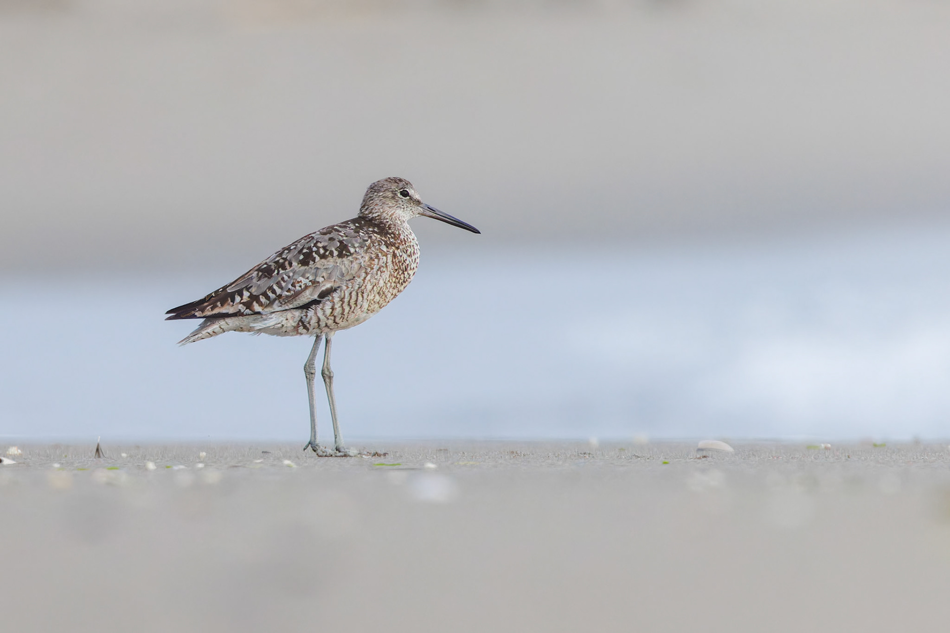 Willet
