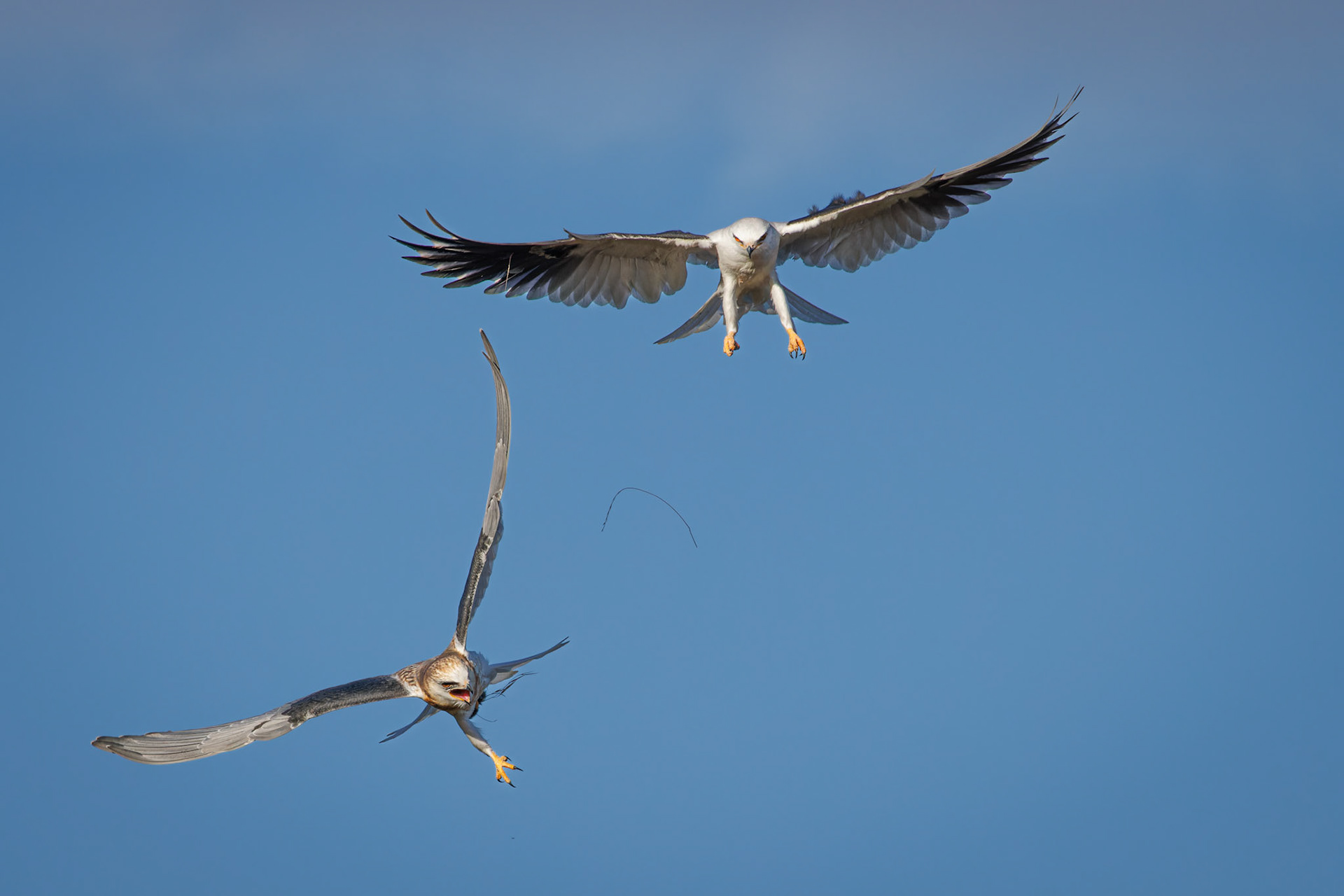 White-tailed Kite juvenile getting food from parent