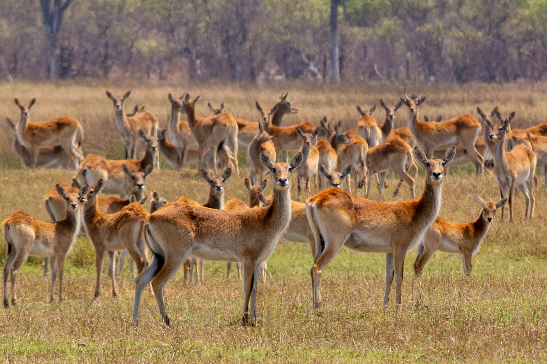 The many faces of Lechwe
