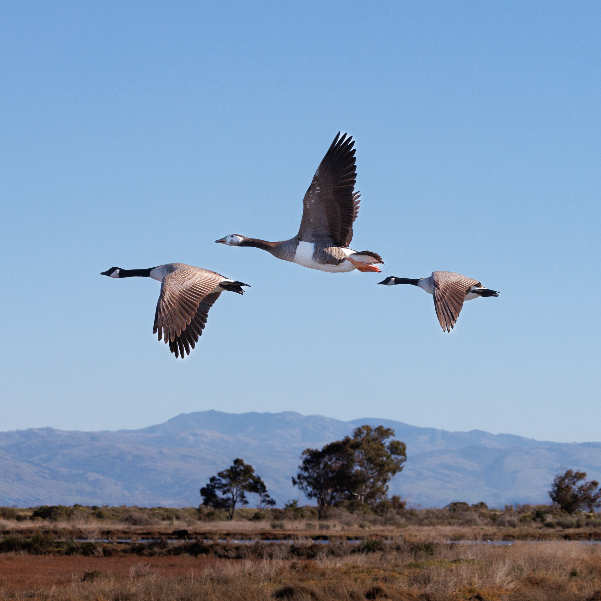 Greater White-fronted with Canada Geese