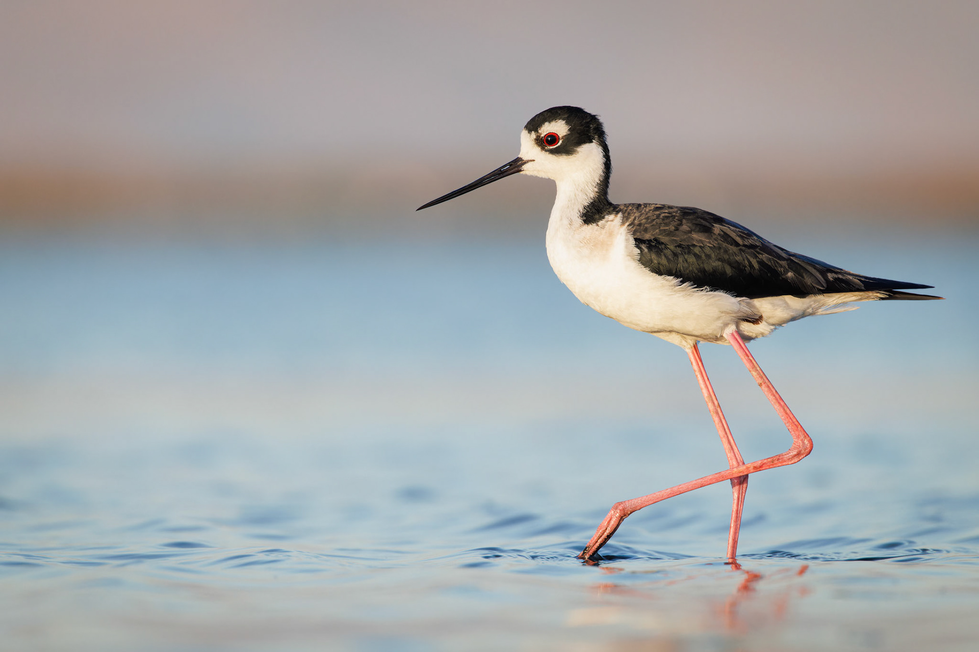 Black-necked Stilt