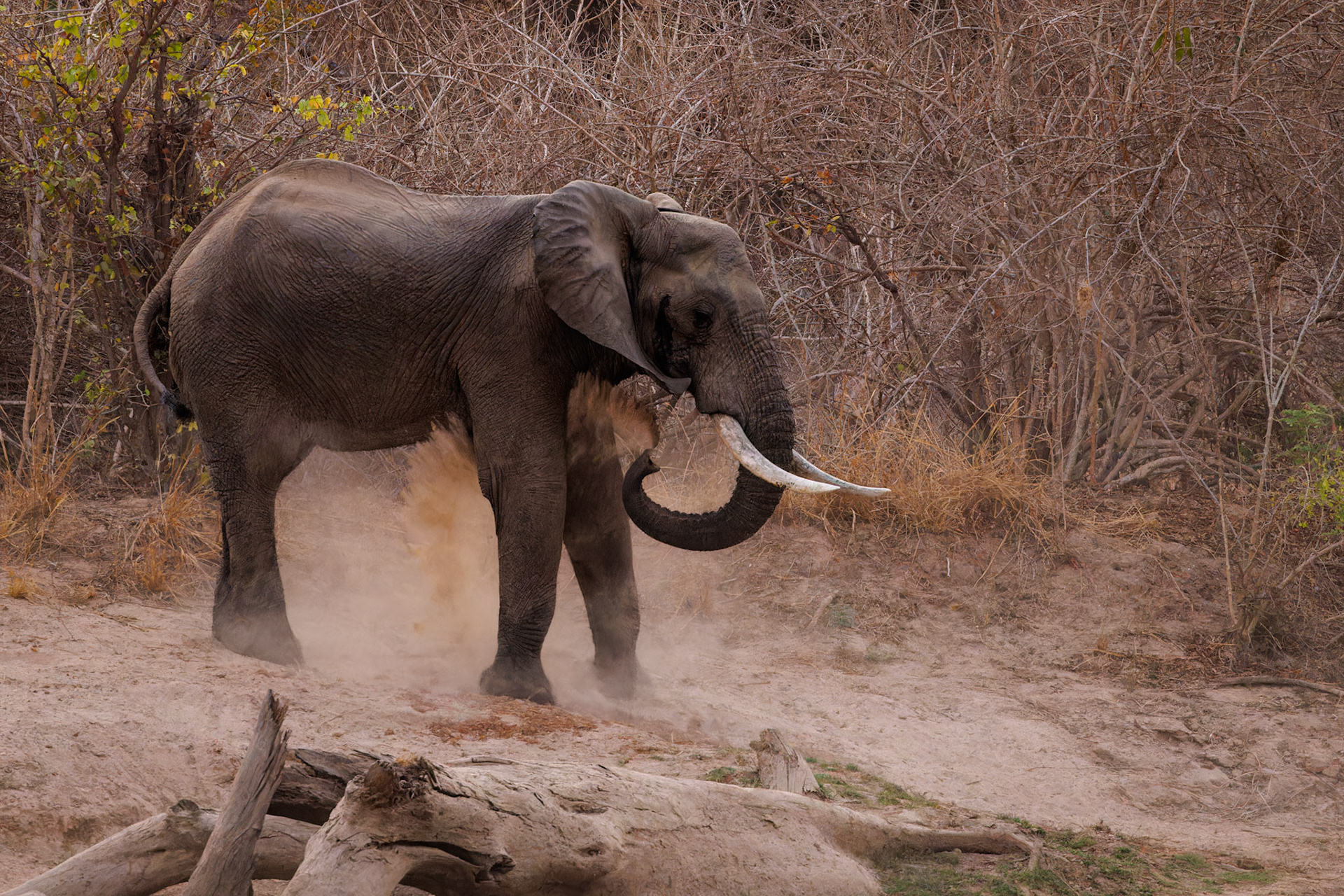 Elephant taking dust bath
