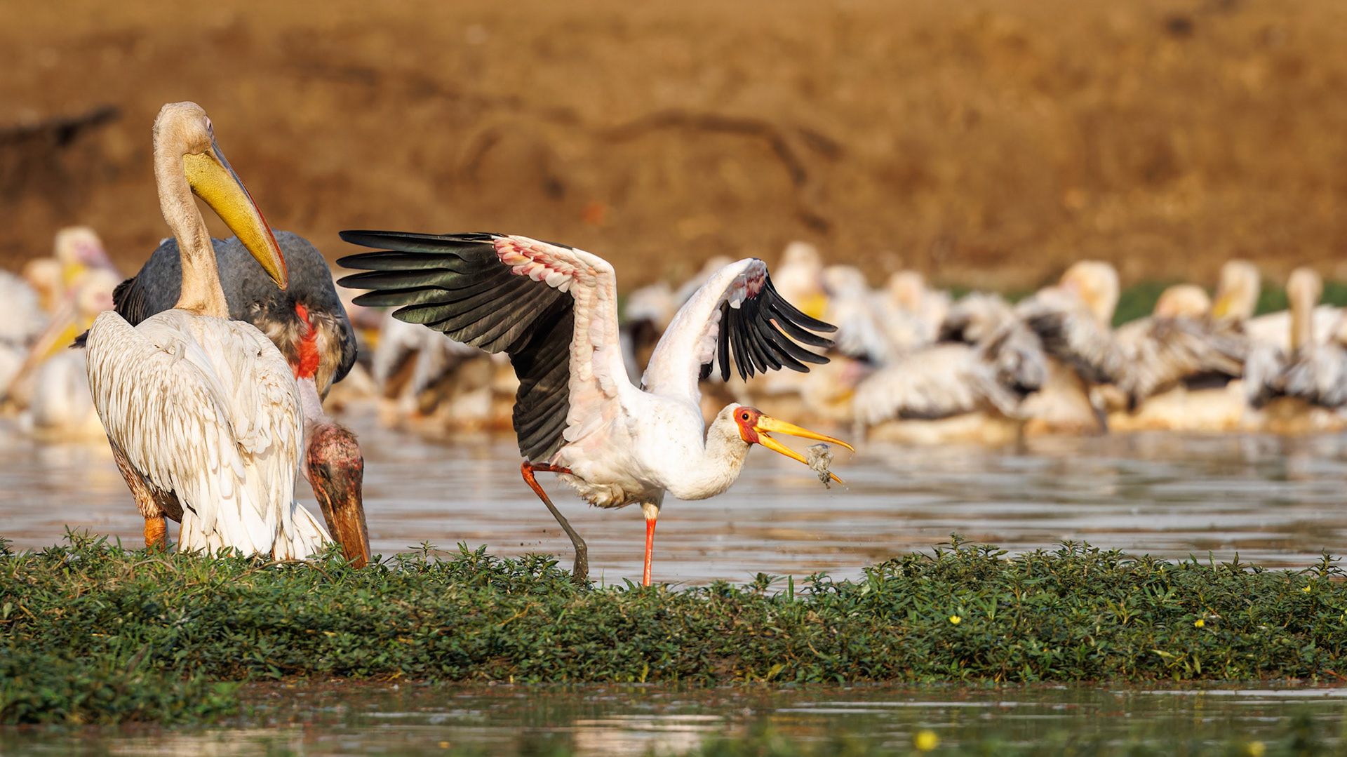 Yellow-billed Stork with food