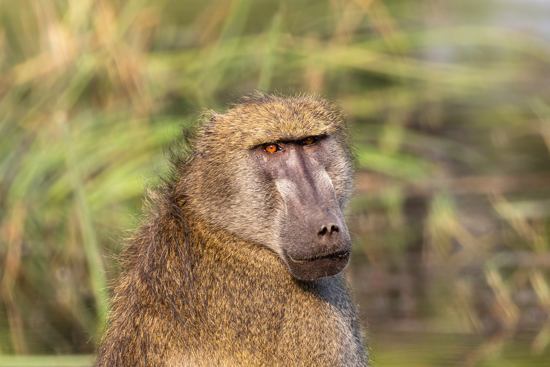 Baboon