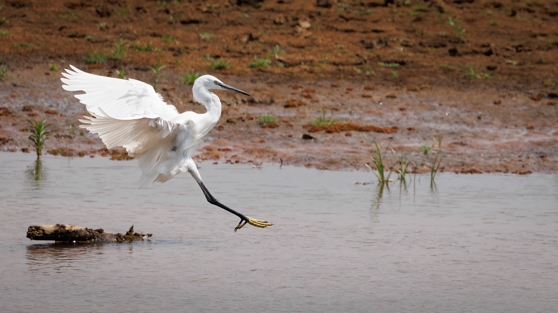 Little Egret landing