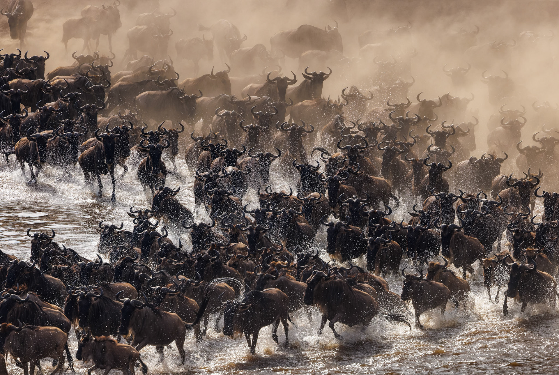 Wildebeest river crossing Sept 5