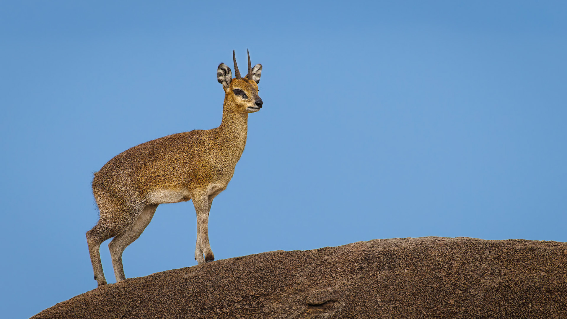 Klipspringer male standing sentinel