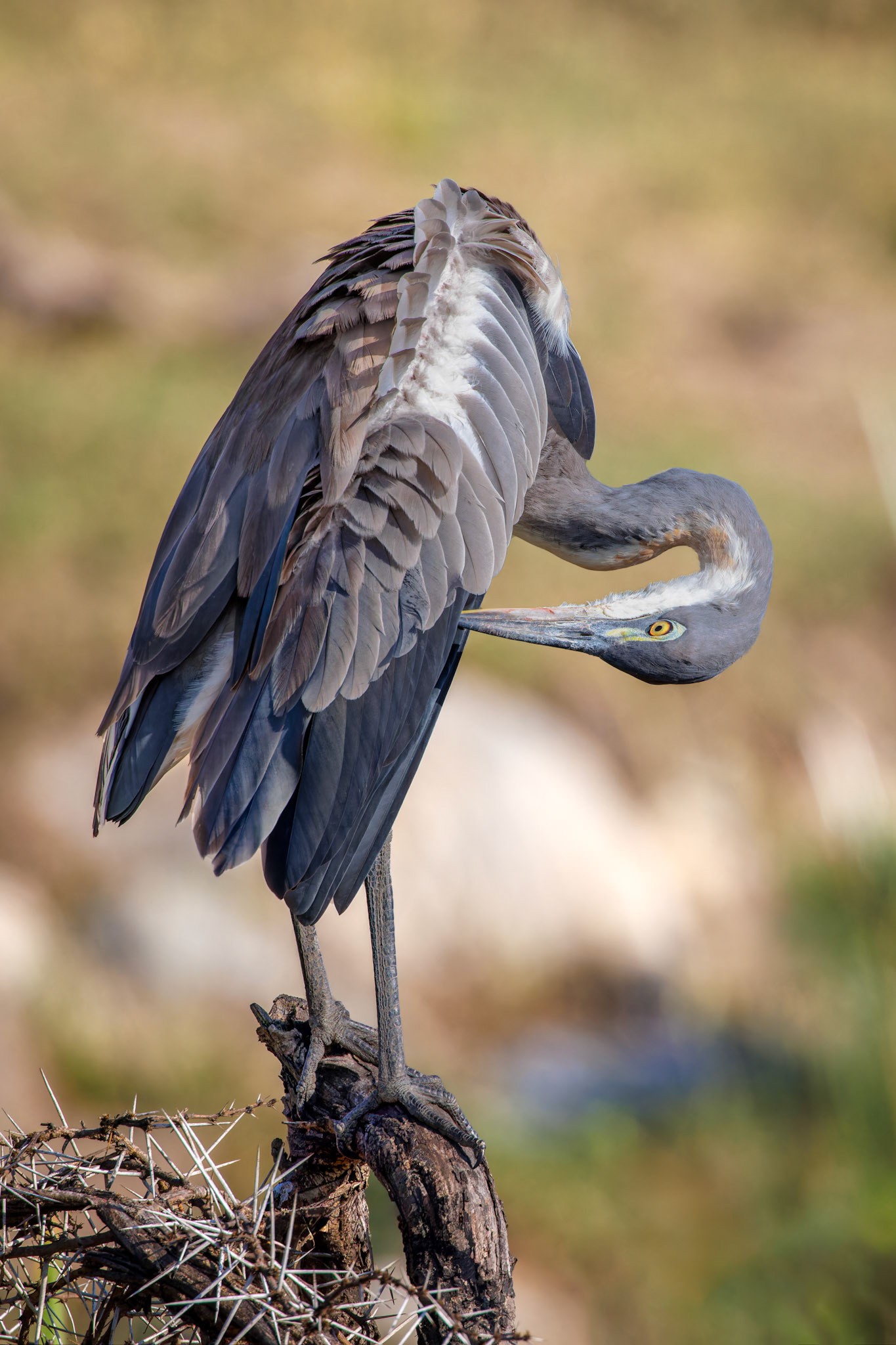 Gray Heron preening