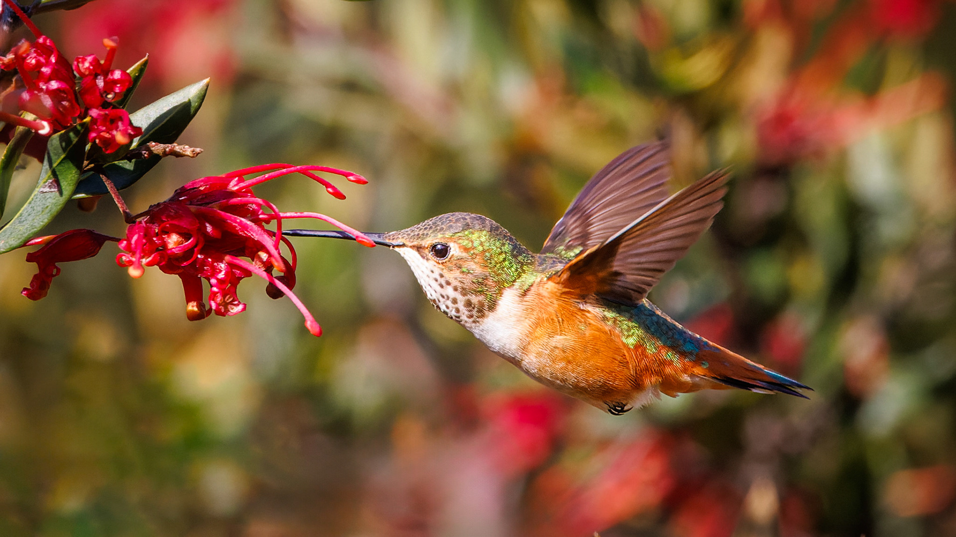 Allen’s Hummingbird - female