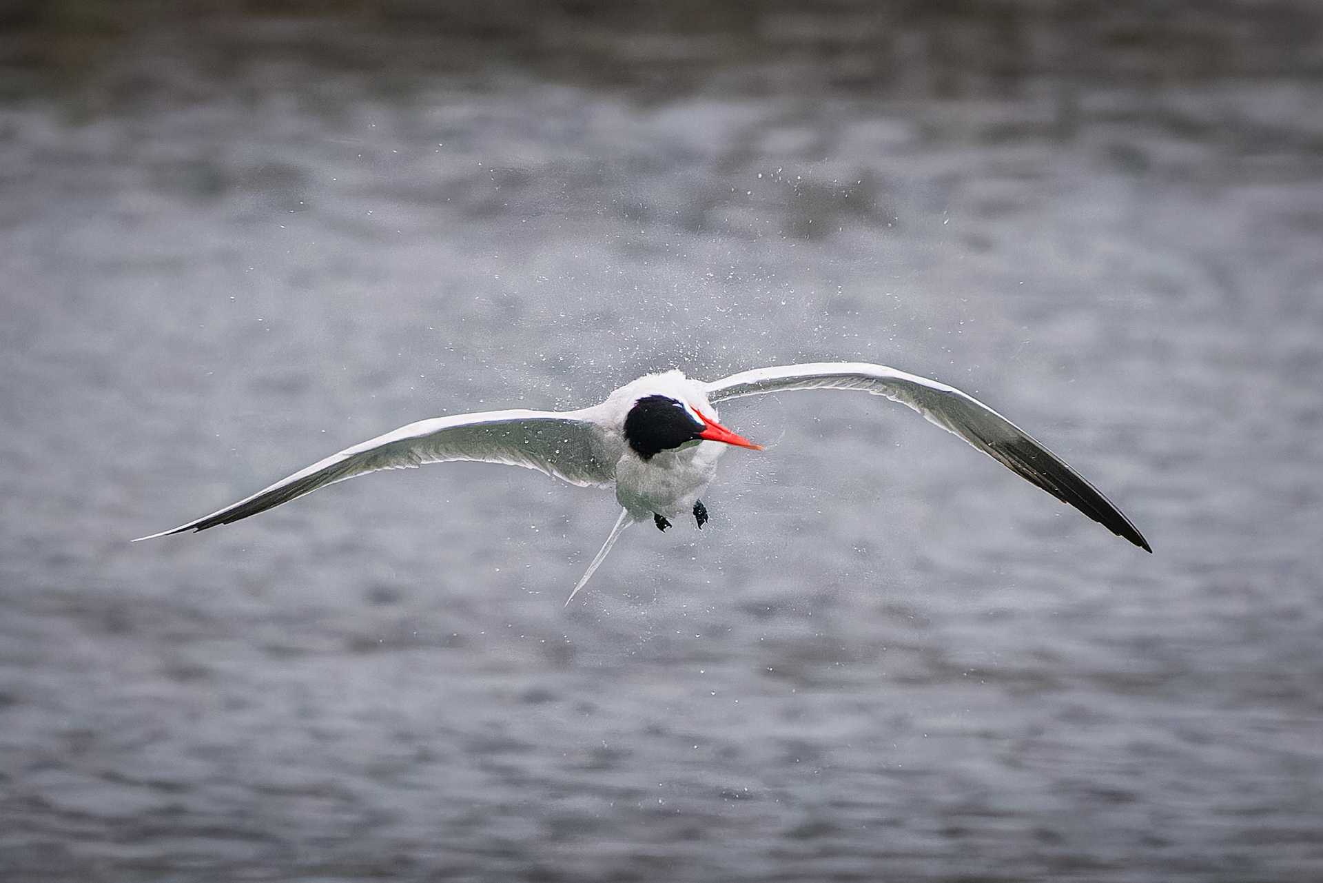 Caspian Tern rinsing