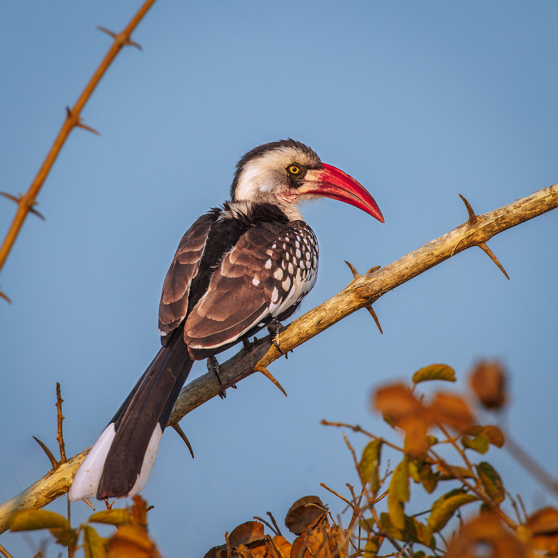 Ruaha Hornbill