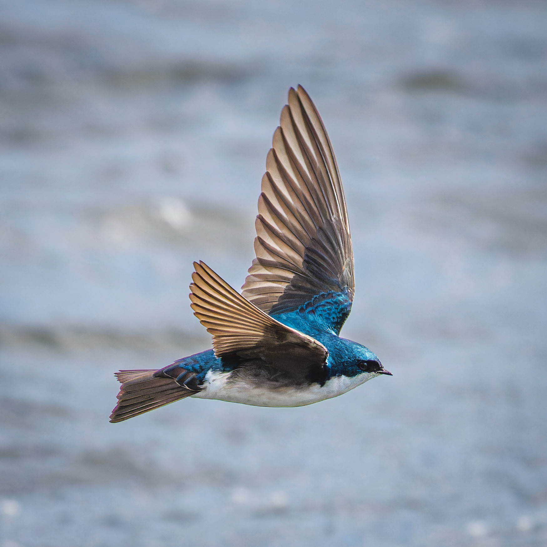 Tree Swallow