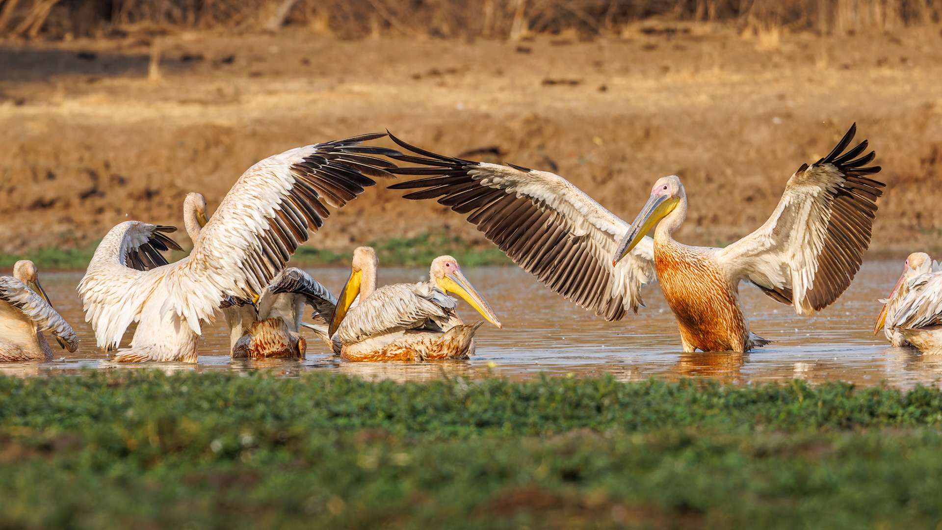 Great White Pelicans