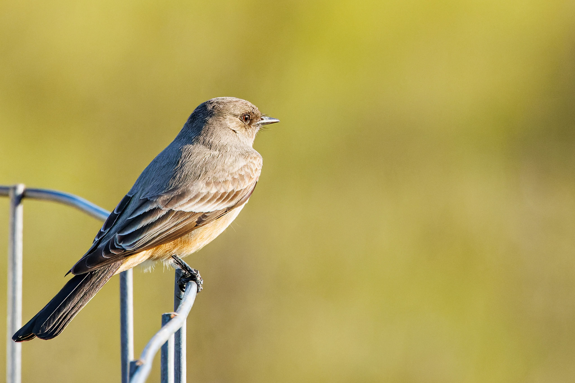 Say’s Phoebe