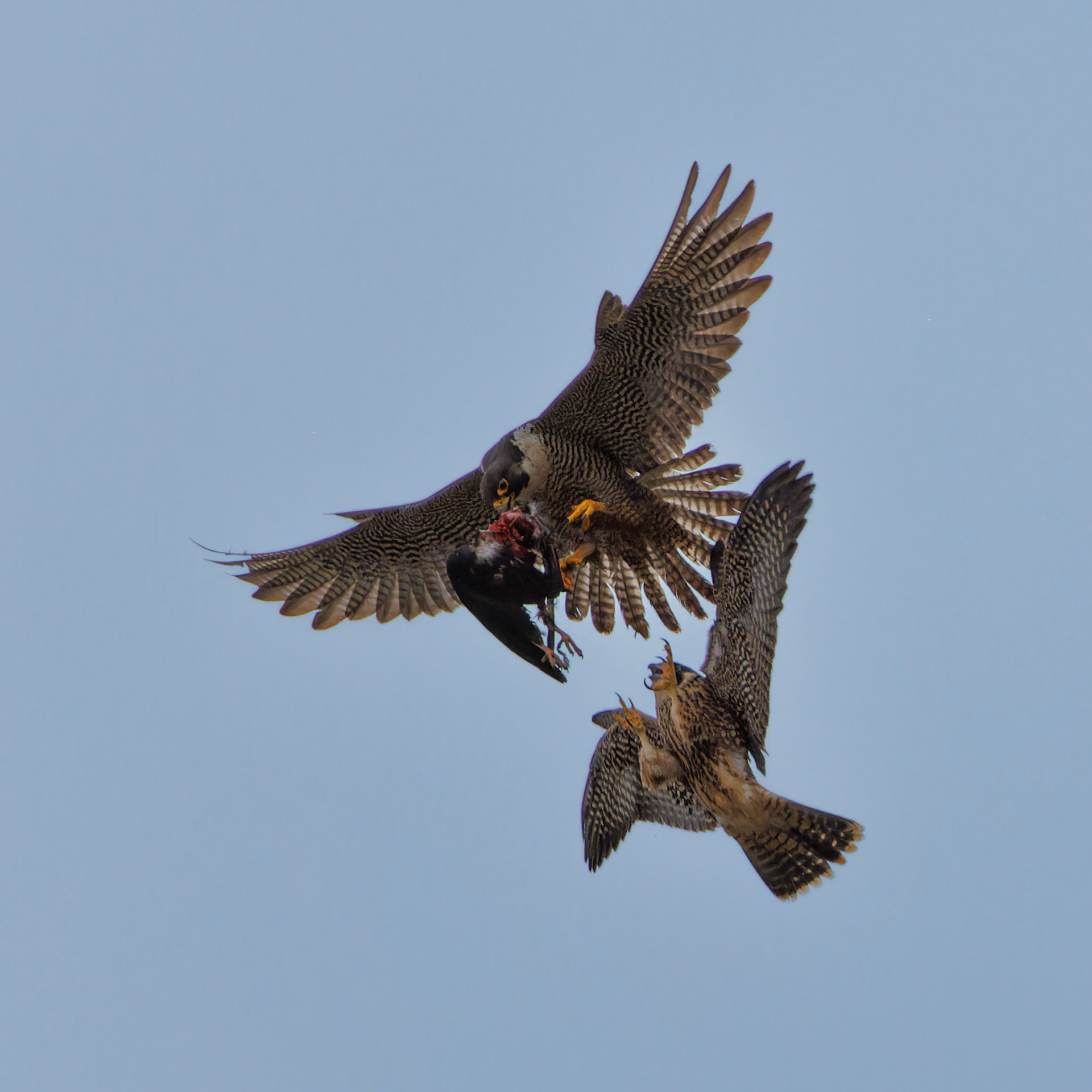 Peregrine Falcon food exchange