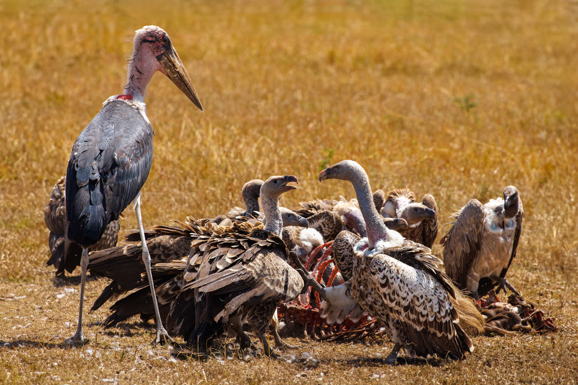 Marabou Stork waits as vultures bicker