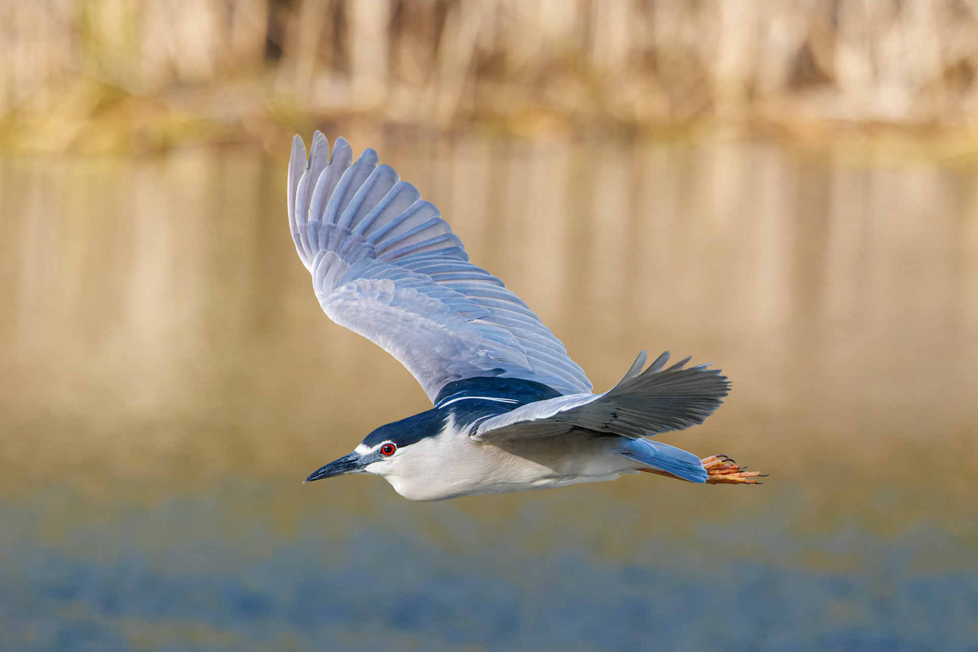 Black-crowned Night Heron