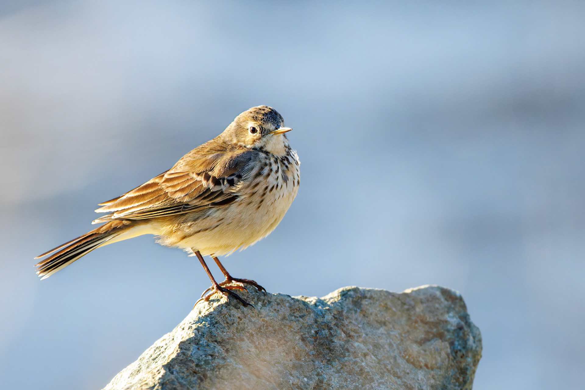 American Pipit
