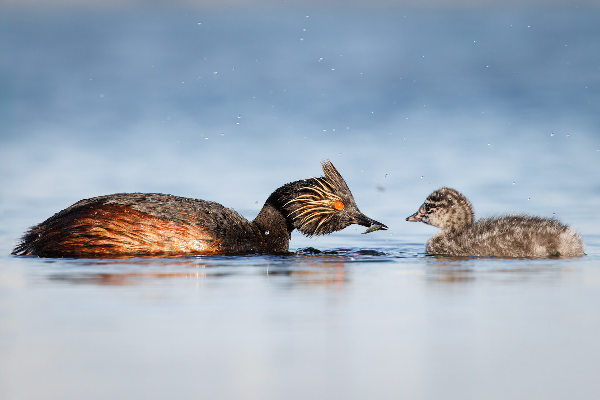 Eared Grebe feeding baby