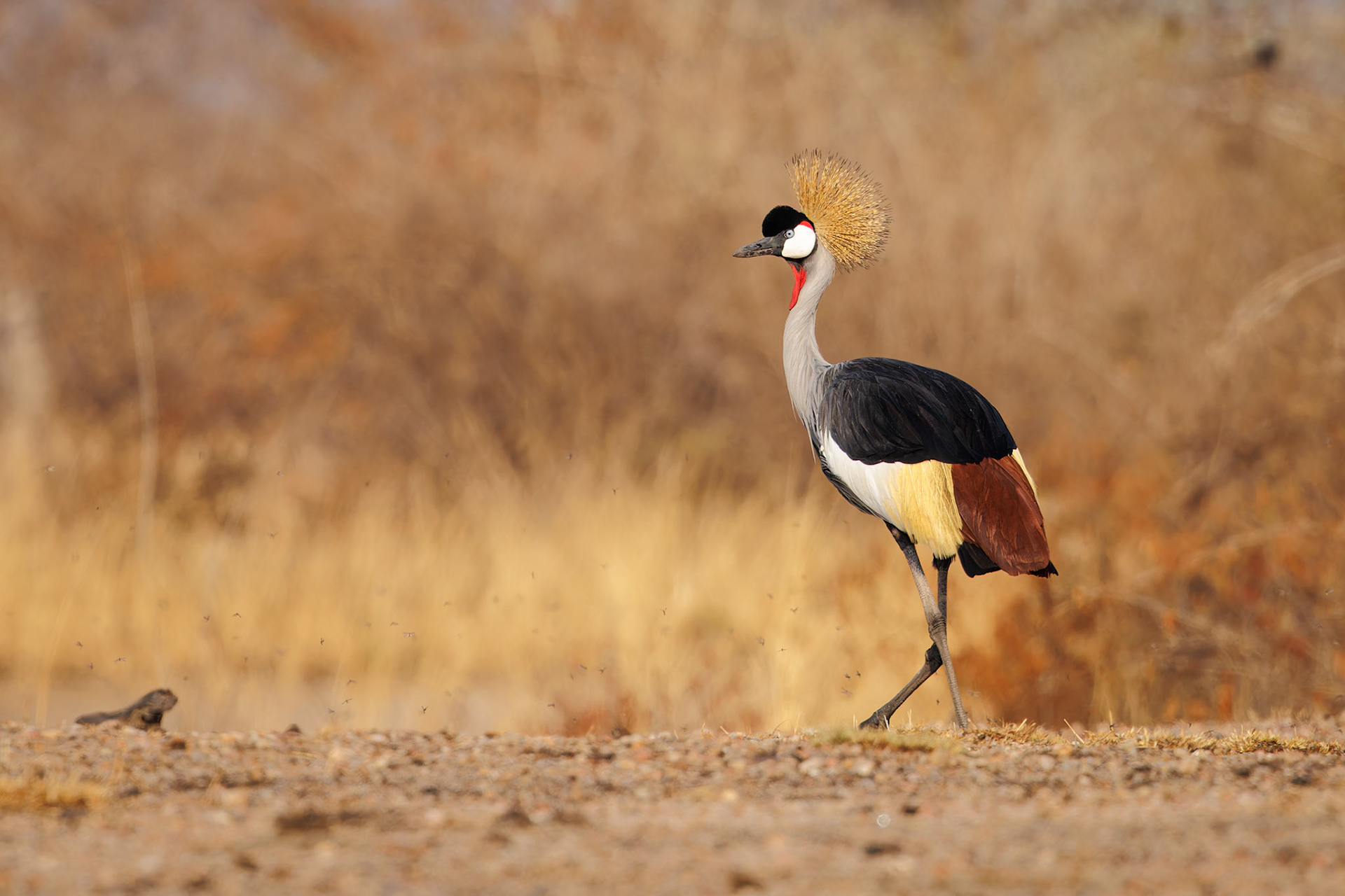 Grey Crowned Crane