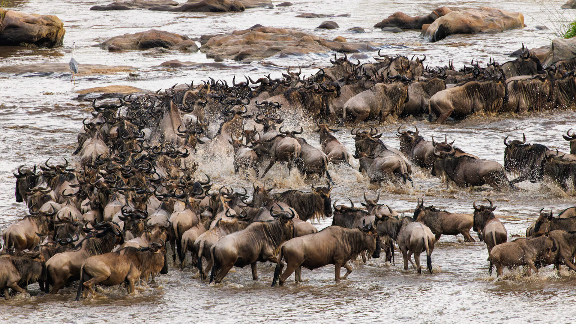 Wildebeest river crossing Sept 2