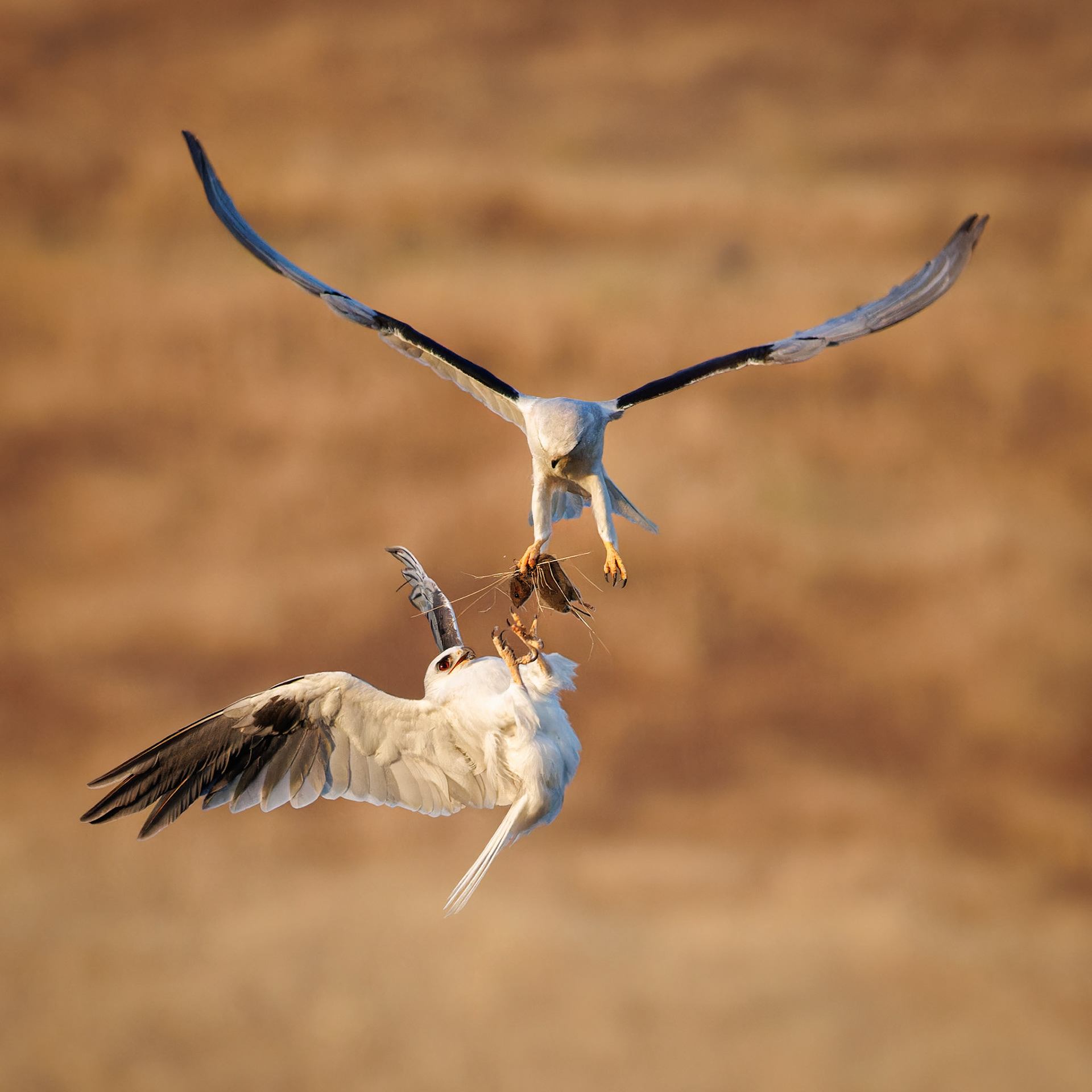 White-tailed Kites exchanging food