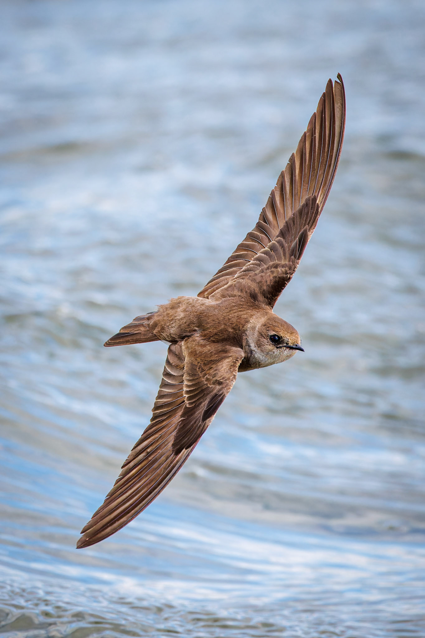 Northern Rough-winged Swallow