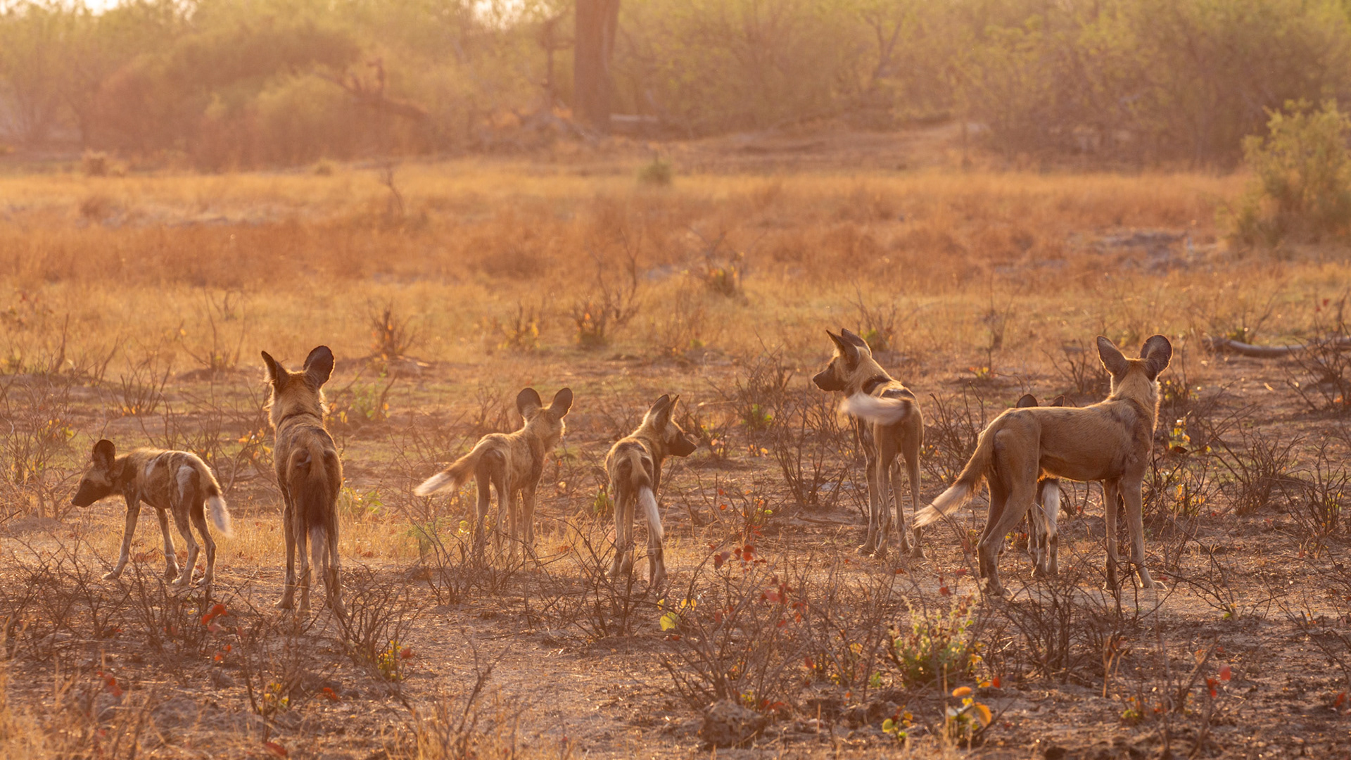 Dogs on morning hunt