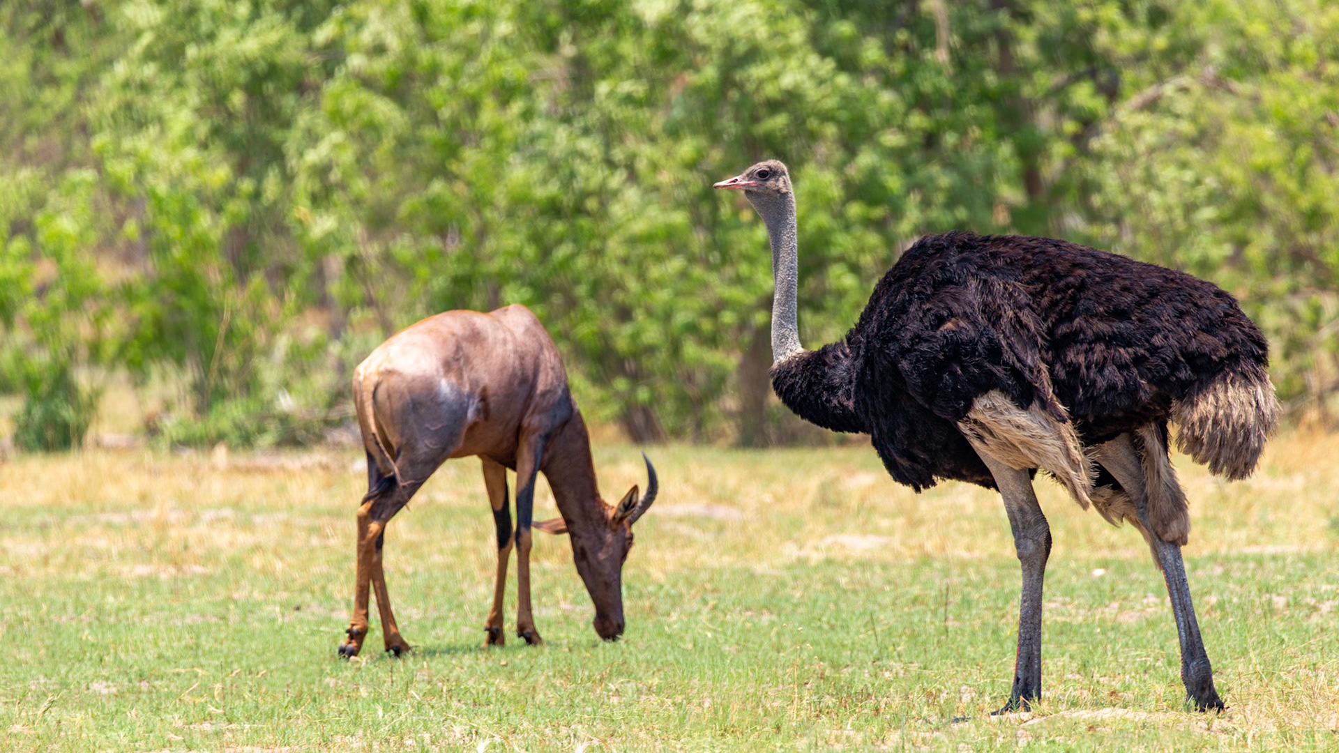 Ostrich and Tsessebe