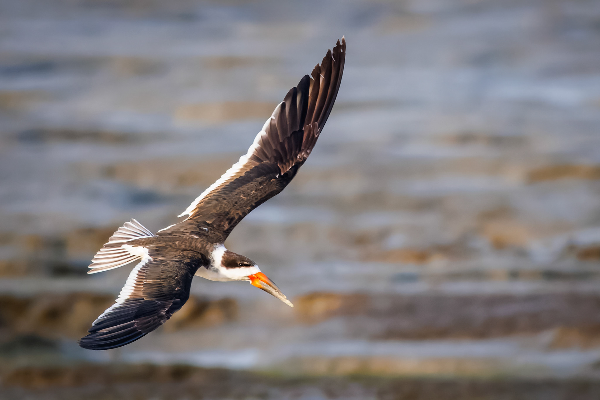 Black Skimmer