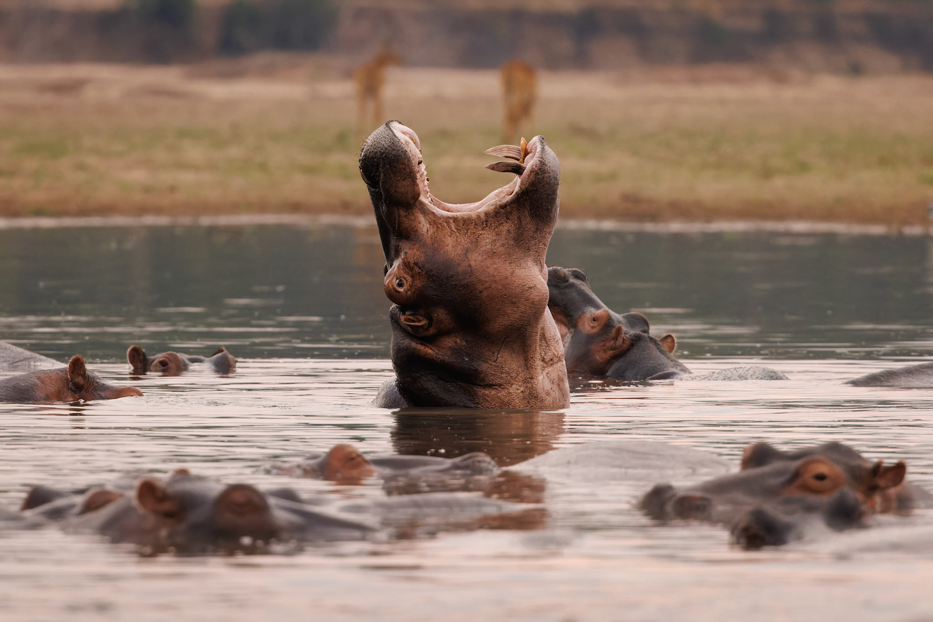 Hippo juvenile