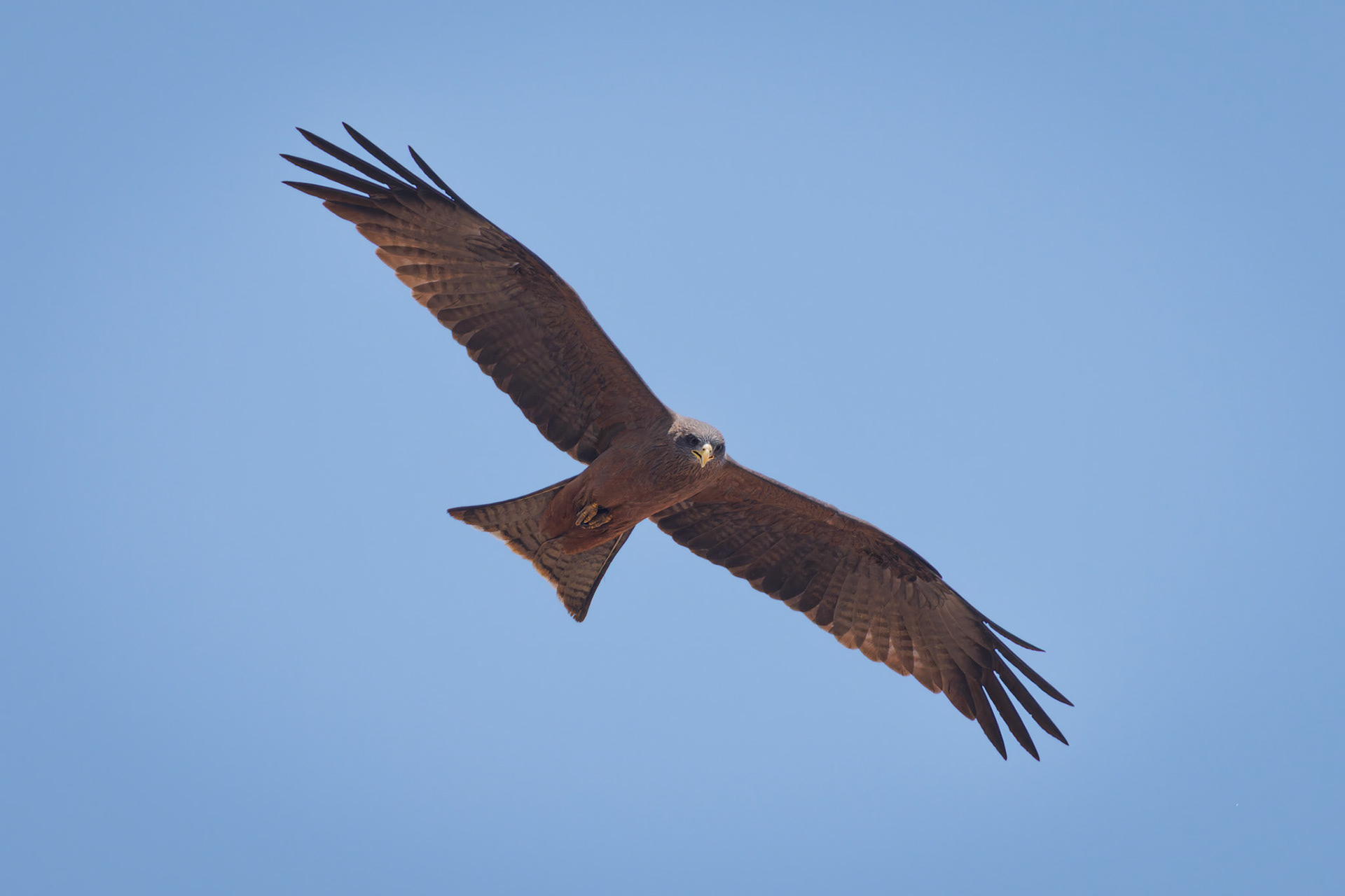 Yellow-billed Kite