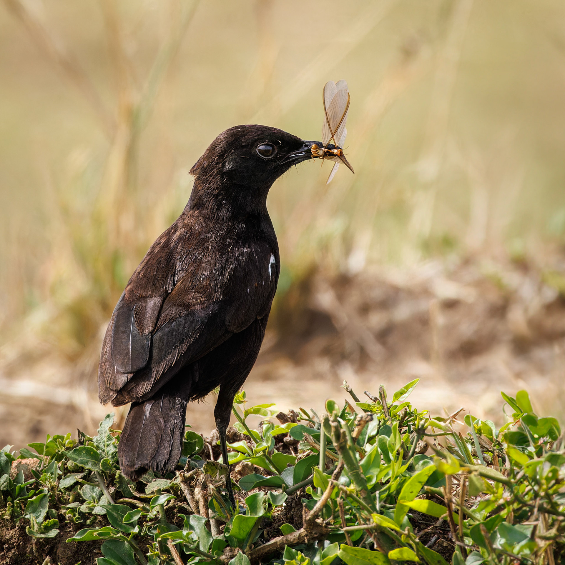 Sooty Chat with catch