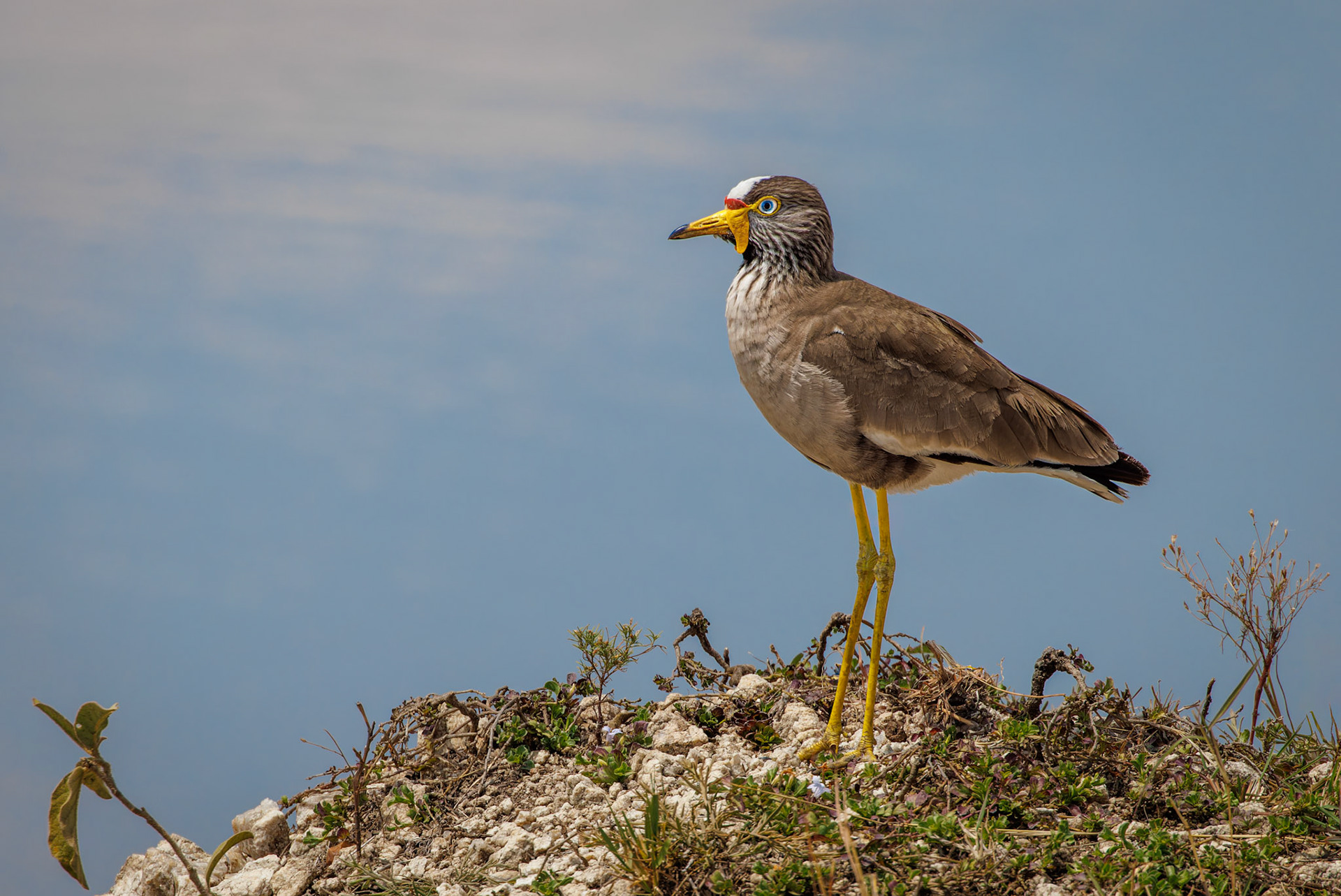 Wattled Lapwing