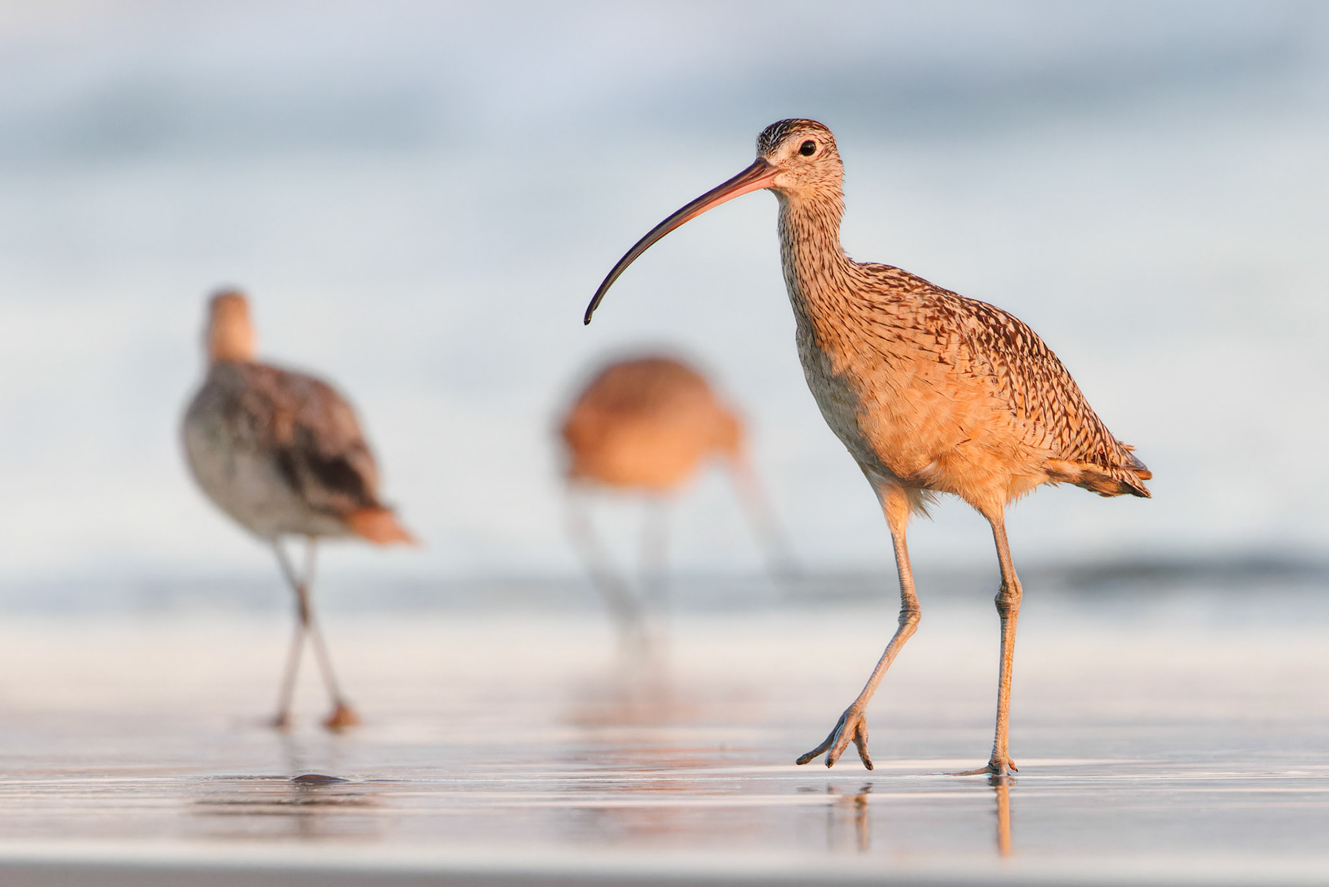 Long-billed Curlew