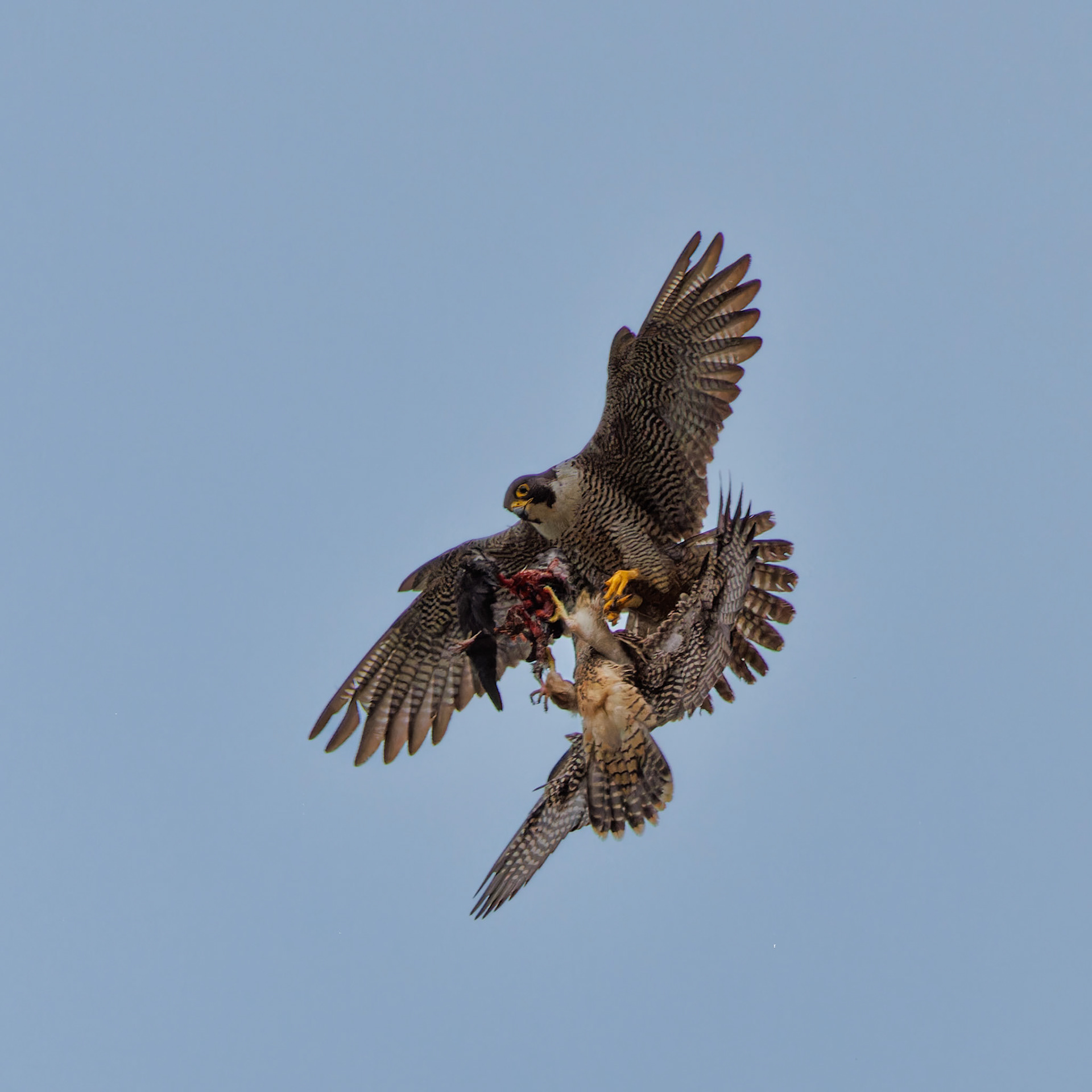 Peregrine Falcon food exchange